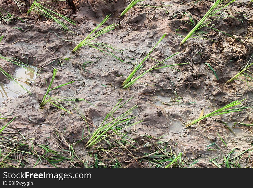 A picture of young jasmine rice field in tropical plantation