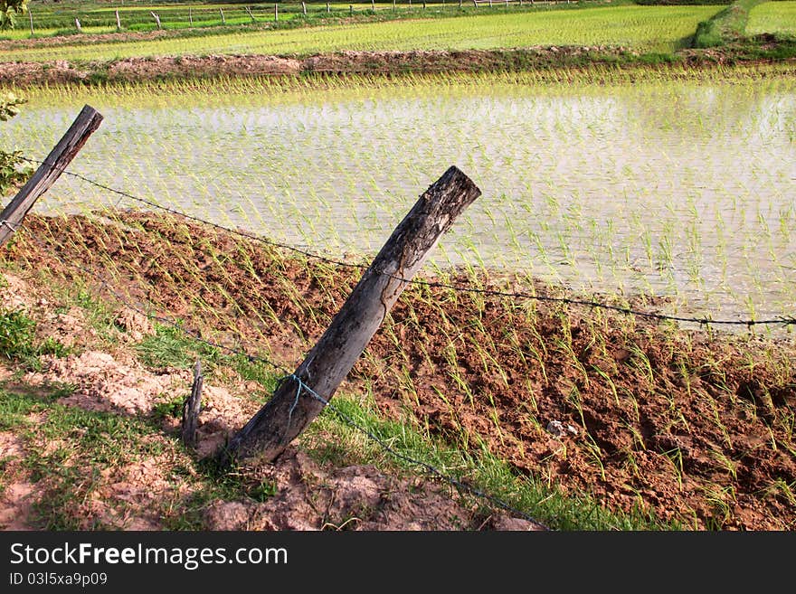 A picture of young jasmine rice field in tropical plantation