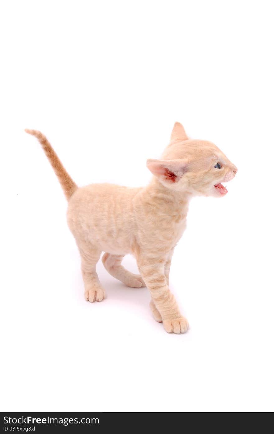 A cute mewing Cornish Rex kitten isolated on a white background