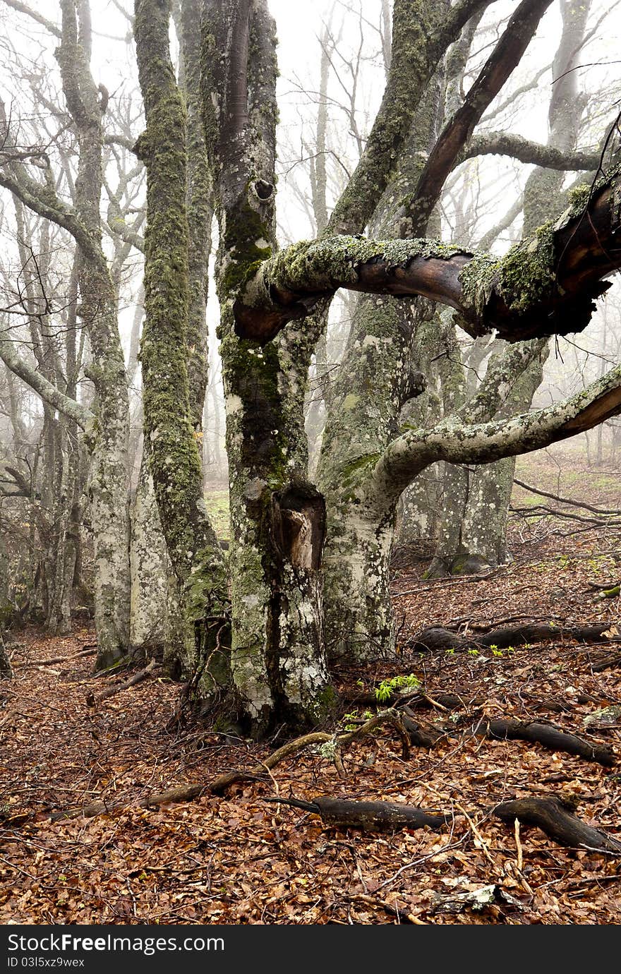 Misty forest