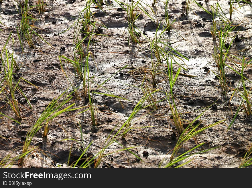 A picture of young jasmine rice field in tropical plantation