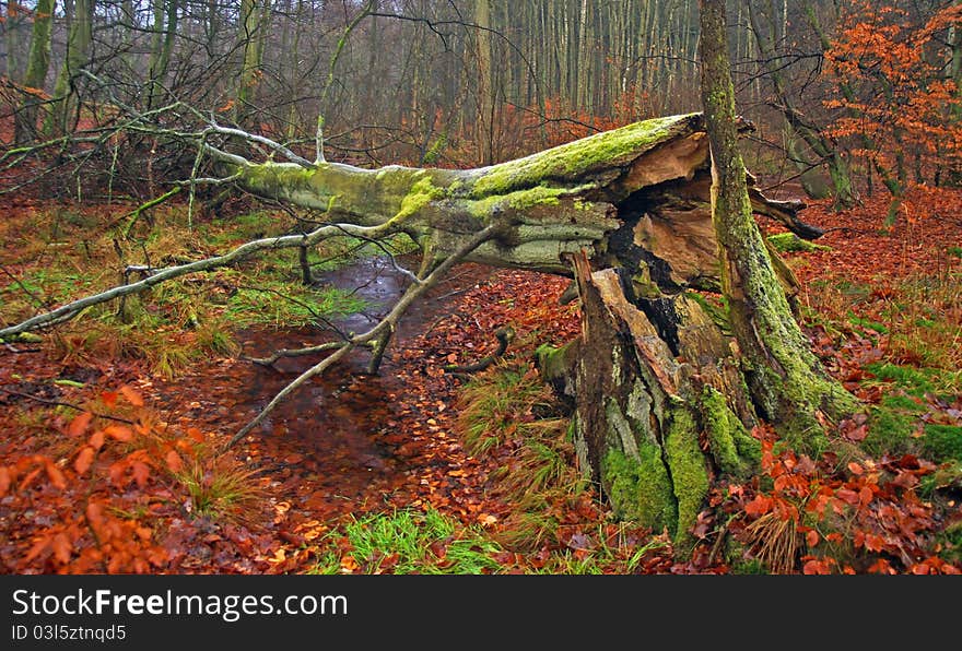 Fallen tree in autumn