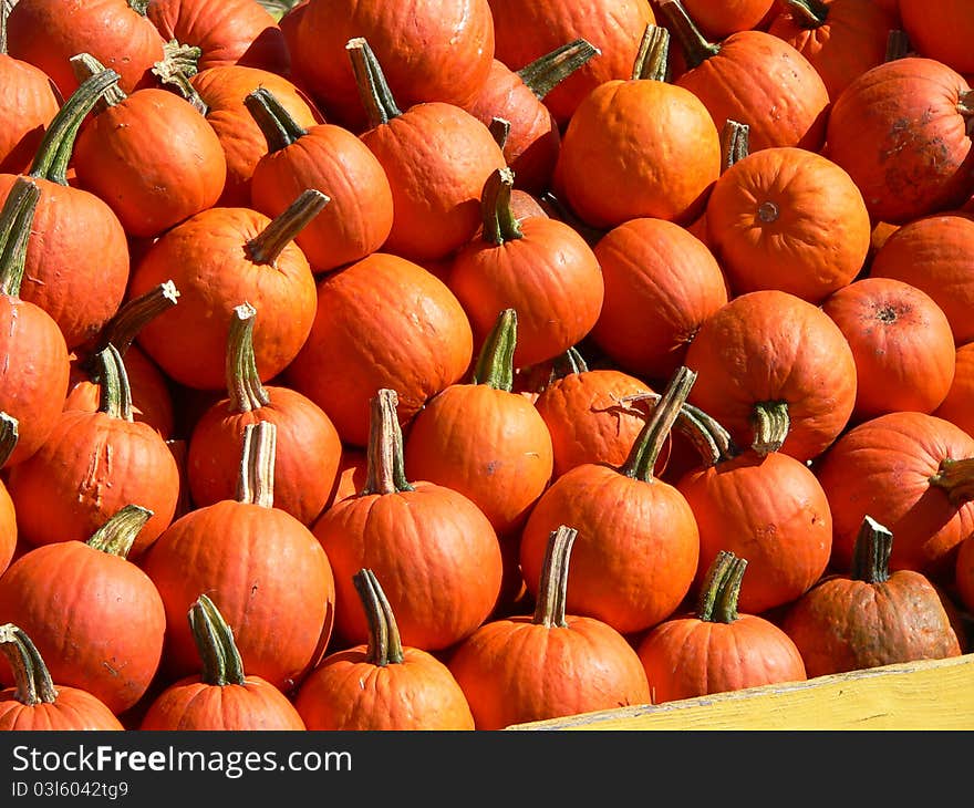 Pumkins