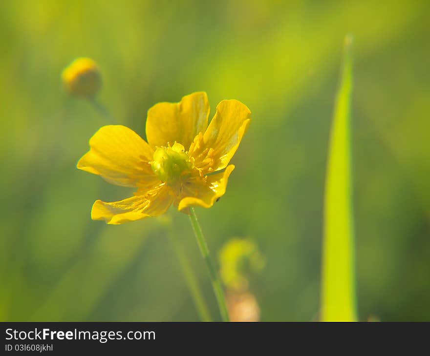 Yellow buttercup on summer green meadow. Yellow buttercup on summer green meadow