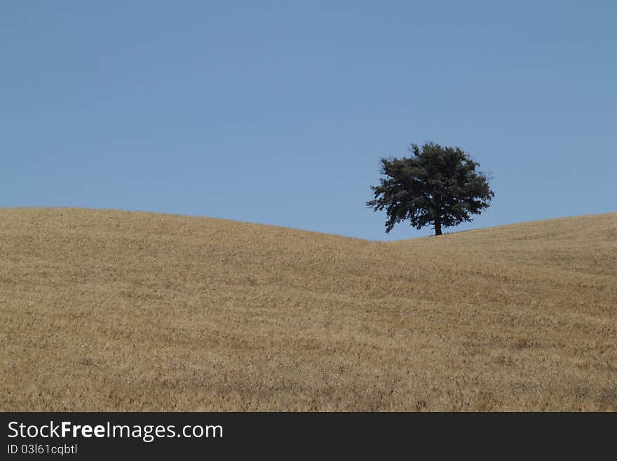 Hermit Tree