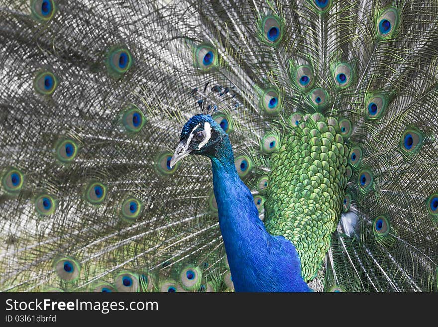 Peacock