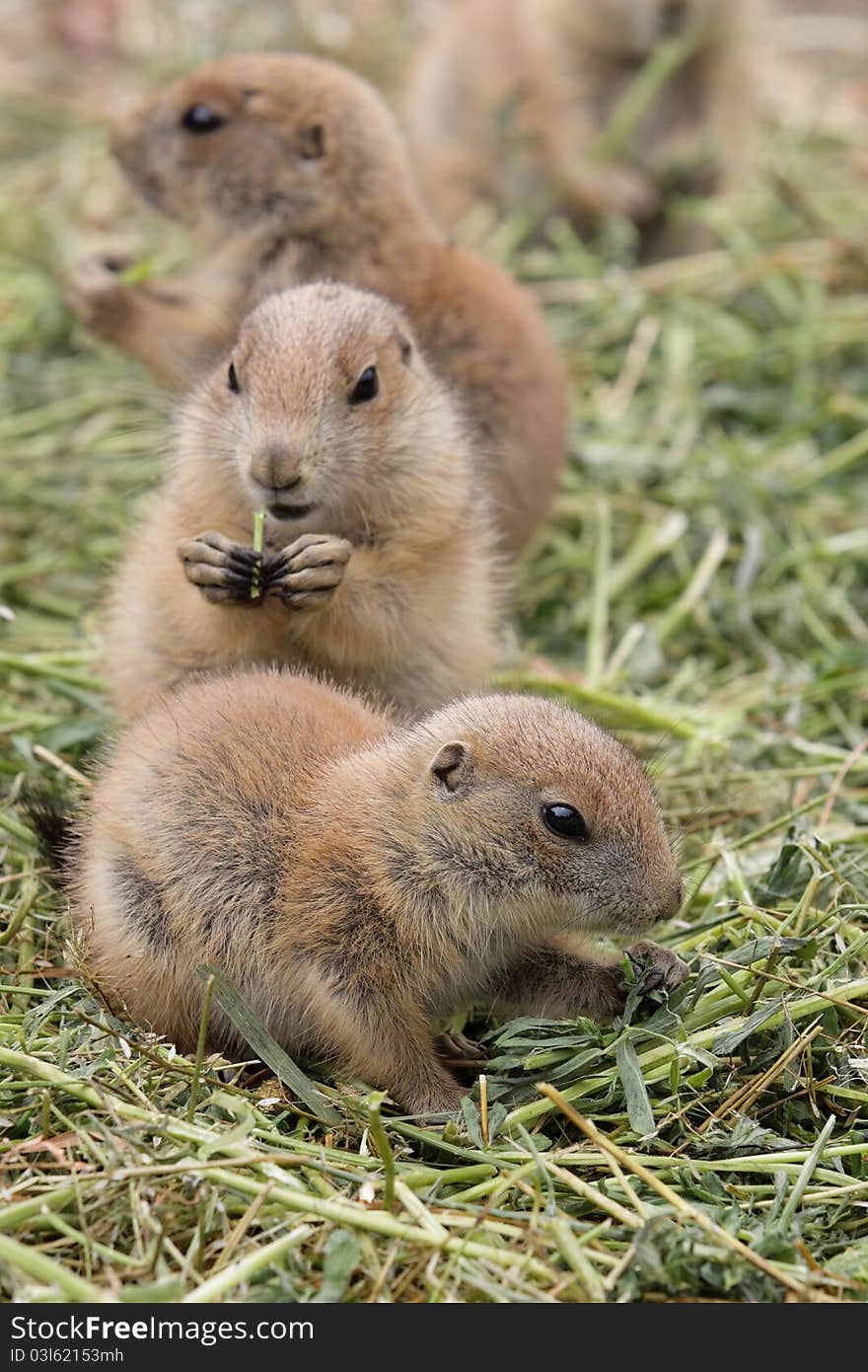 Pack Of Prairie Dogs