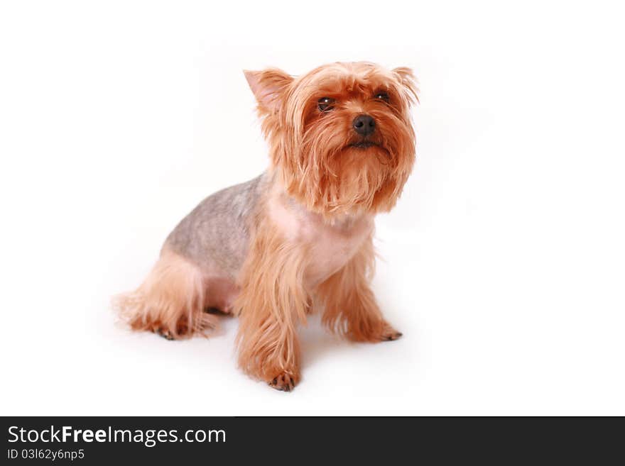 Yorkshire terrier  on a white background