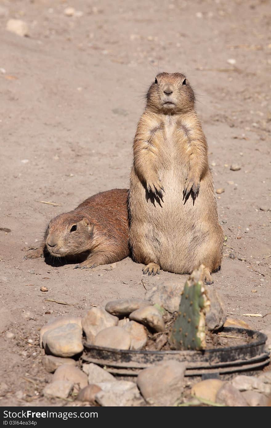 Prairie dogs