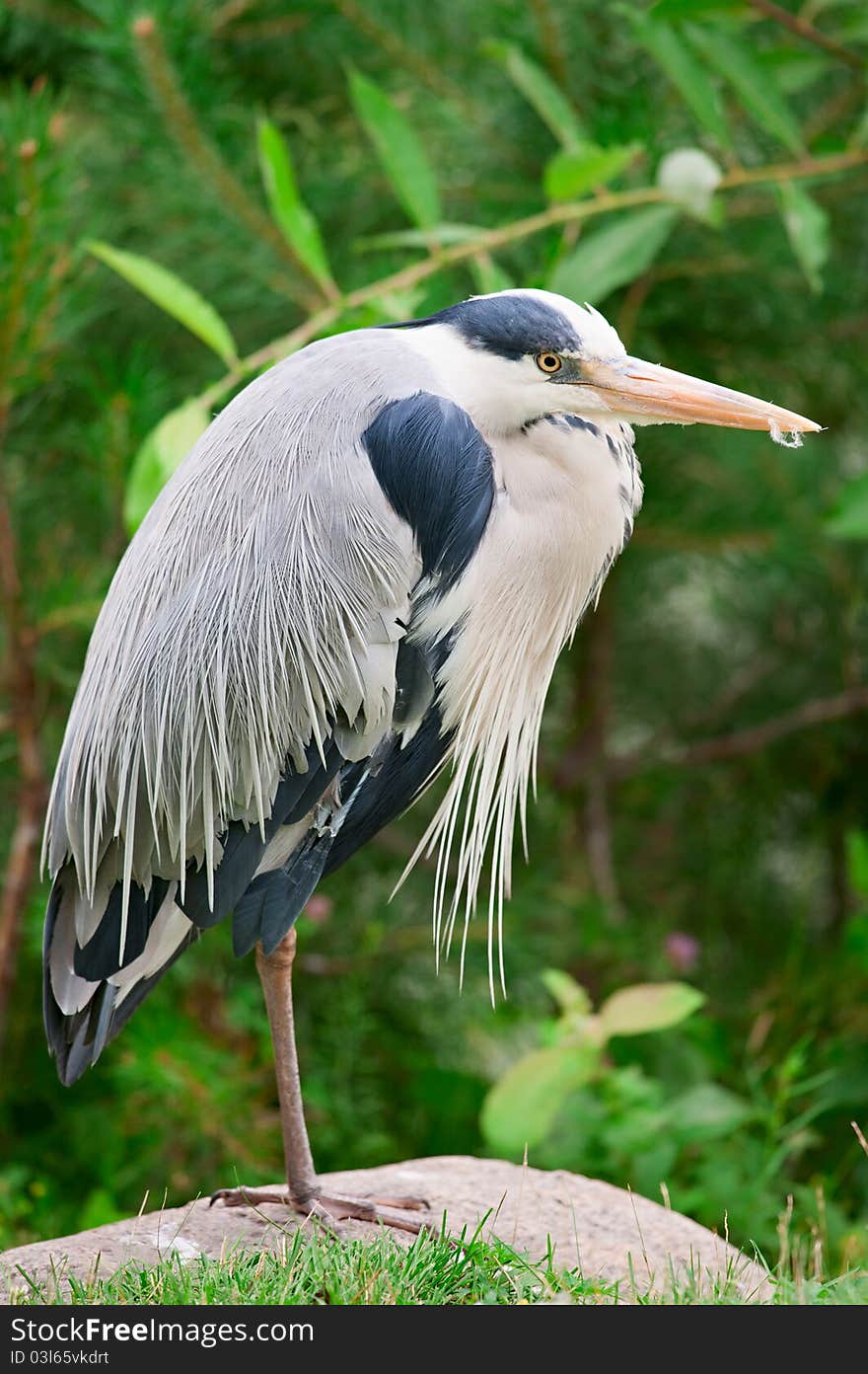 Gray heron