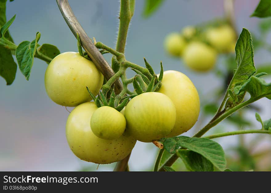 Green tomato plant in a garden