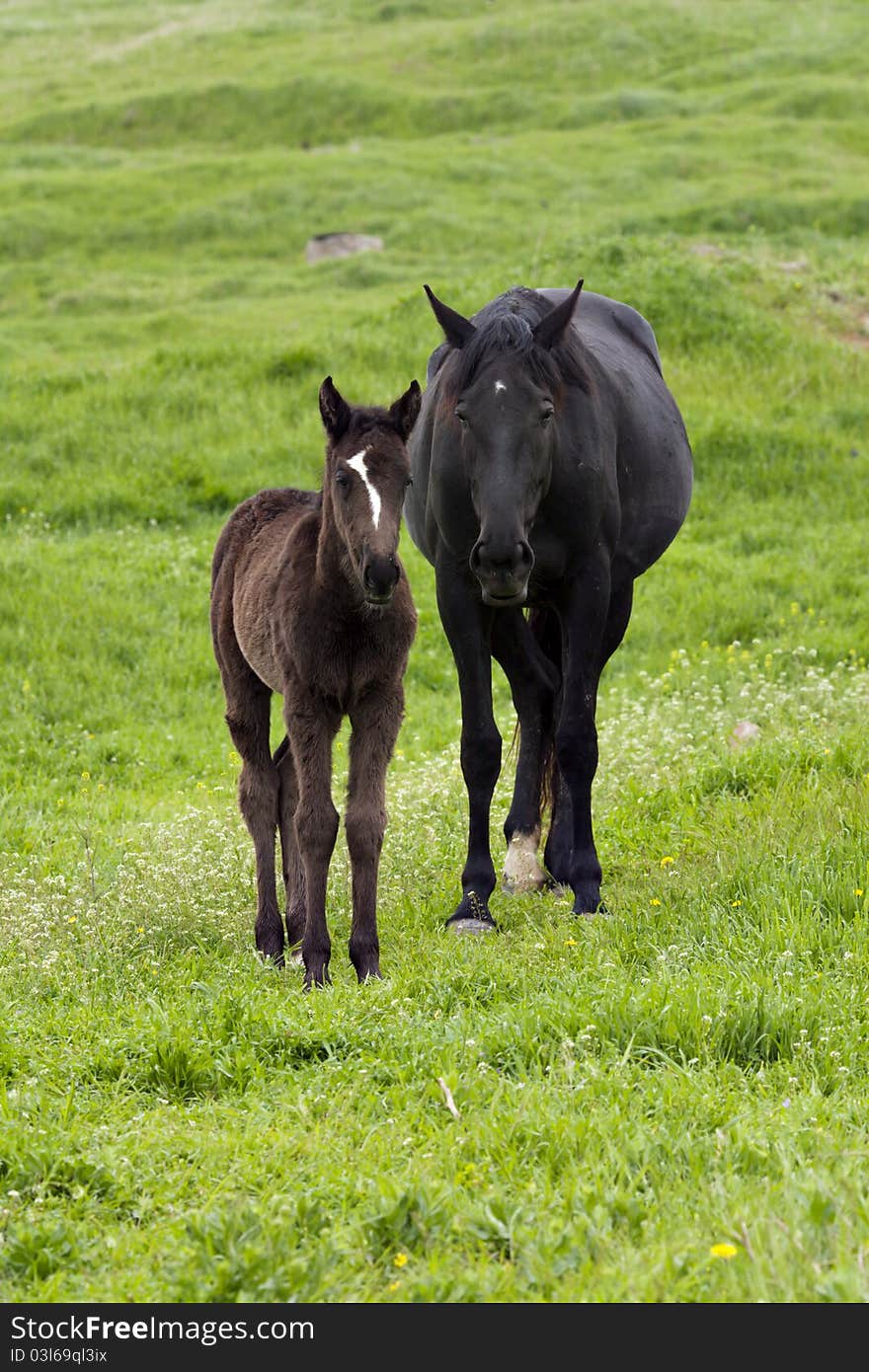 Two razing horses on lush field. Two razing horses on lush field