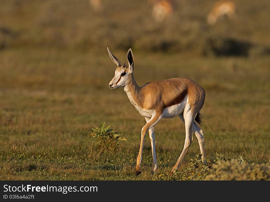 Close-up of Springbok walking in grass-field