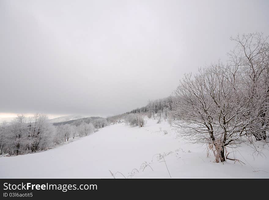 Winter Landscape