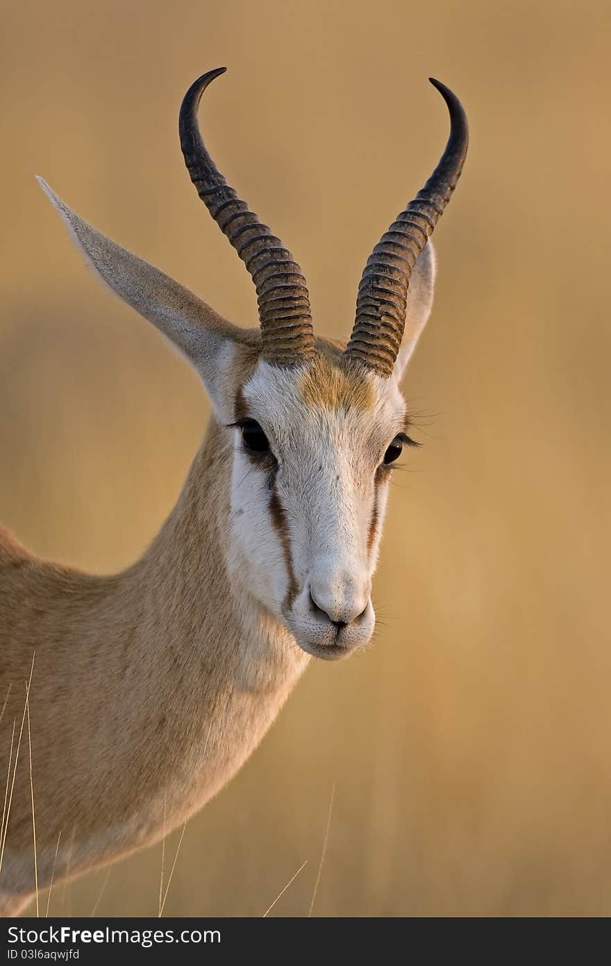 Close-up of Springbok;Antidorcas Marsupialis. Close-up of Springbok;Antidorcas Marsupialis