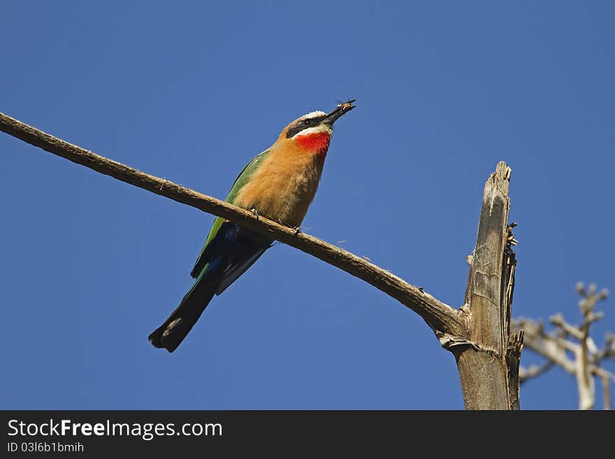 White-fronted Bee-eater