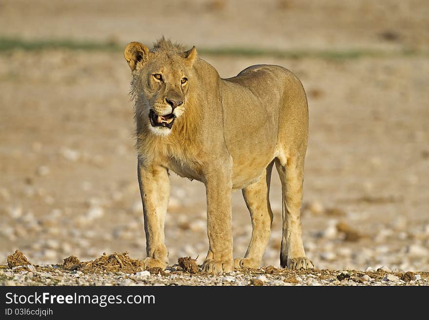 Close-up Of Young Male Lion