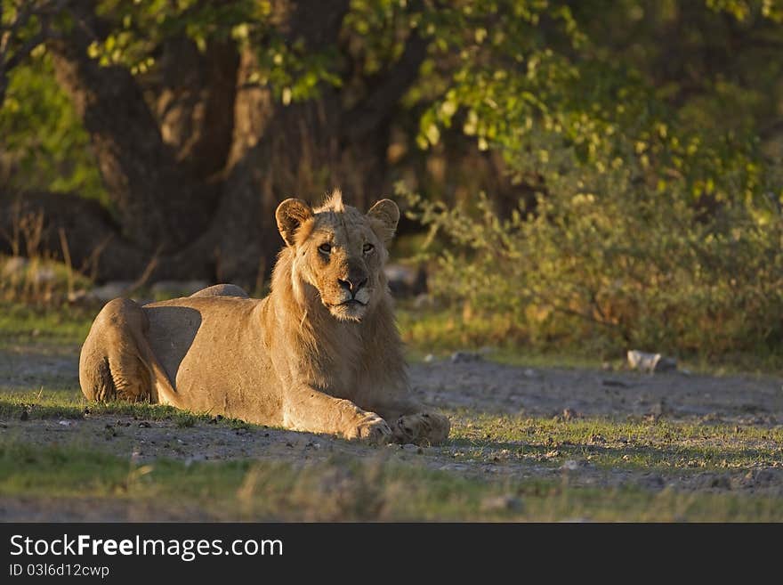 Young male lion laying in early morning sunlight