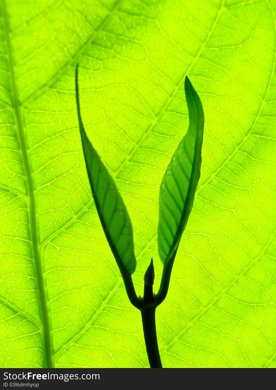 Young bud growing and green leaf background