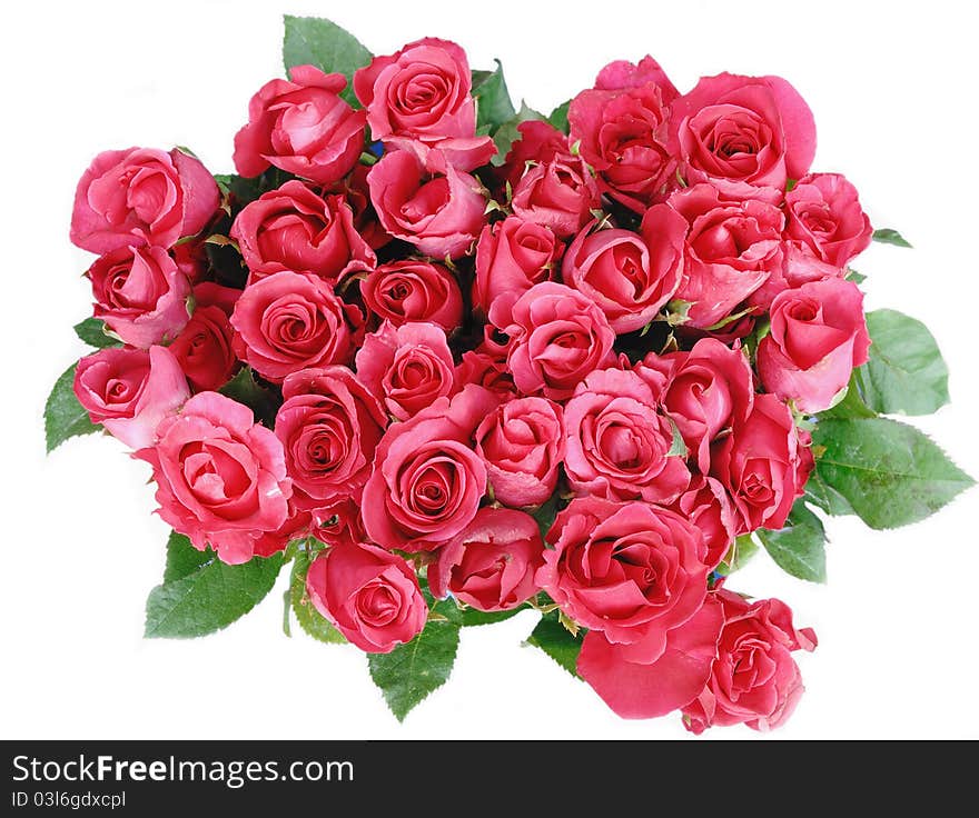 Red Roses Isolated