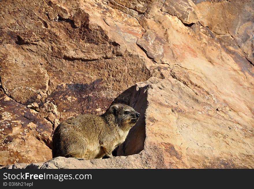 Dassie