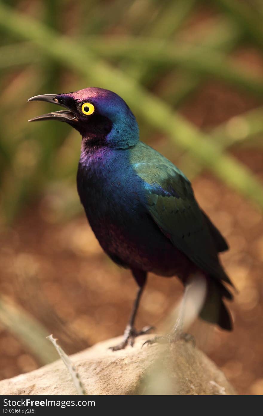 The superb starling sitting on the boulder. The superb starling sitting on the boulder.