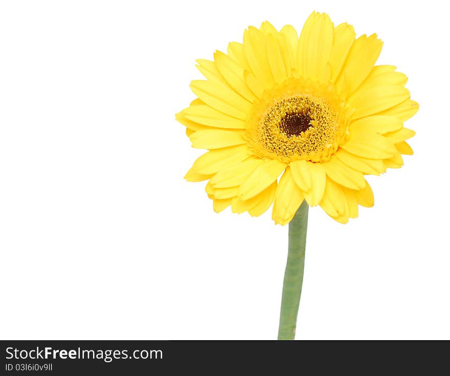 A yellow gerbera daisy on white. A yellow gerbera daisy on white