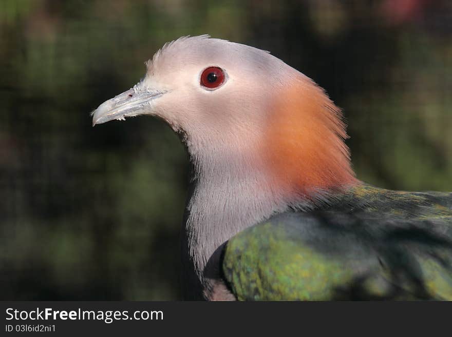 Green imperial pigeon