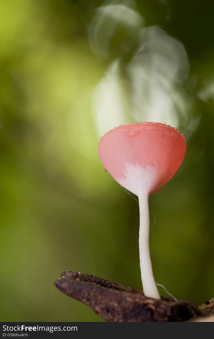 I take picture from champagne mushroom, in Thailand. I take picture from champagne mushroom, in Thailand.