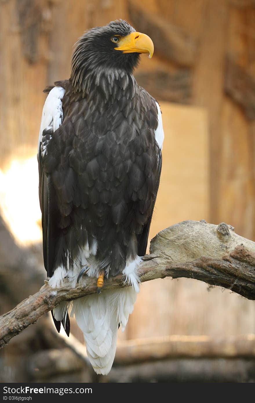 The Steller's sea eagle sitting on the wood.