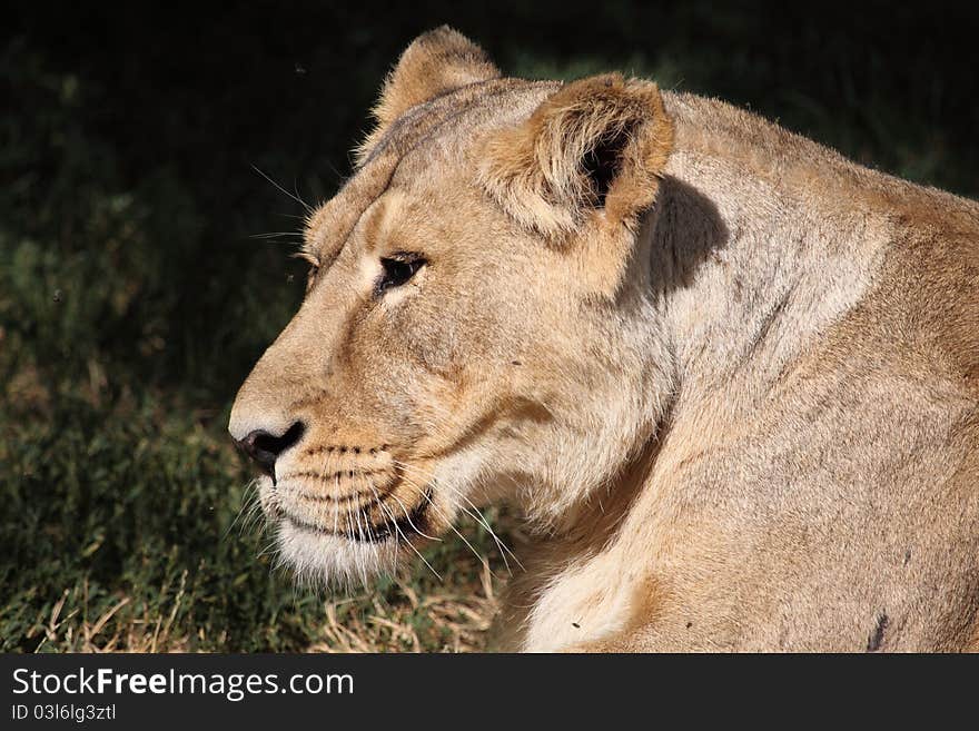 Female lion