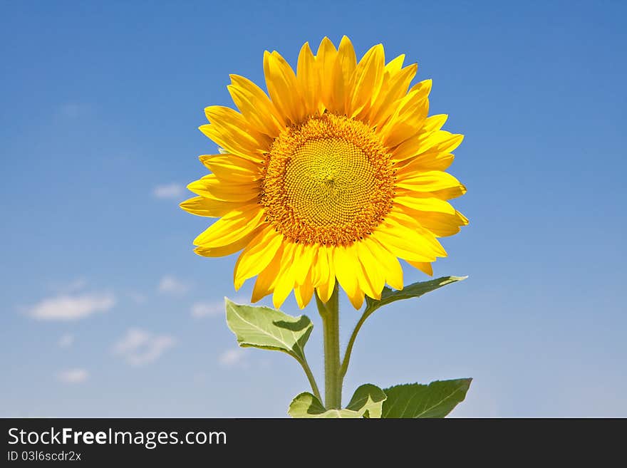 Sunlight bright sunflower head against the blue clear sky. Sunlight bright sunflower head against the blue clear sky