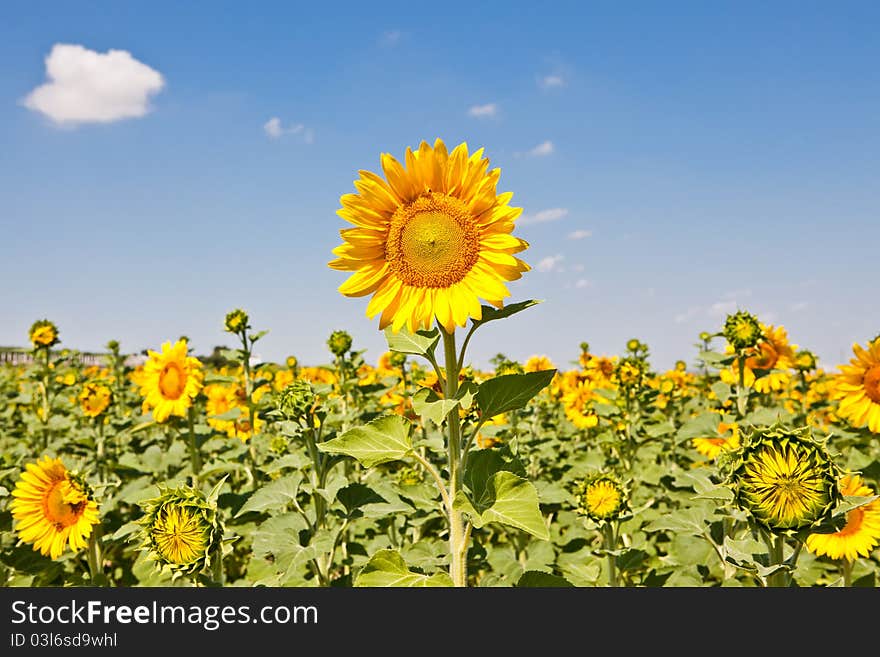 Sunflowers