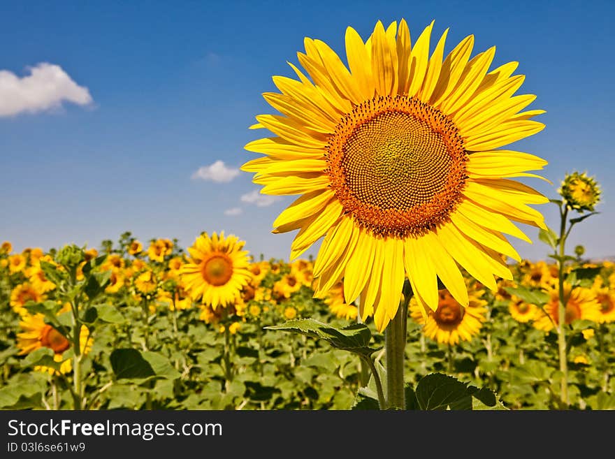 Sunflowers