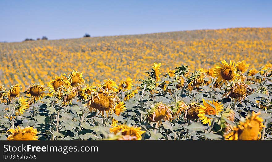 Sunflowers