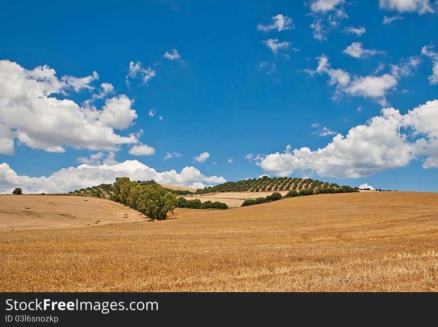 Field of ripe wheat in the summer against a blue sky and clouds