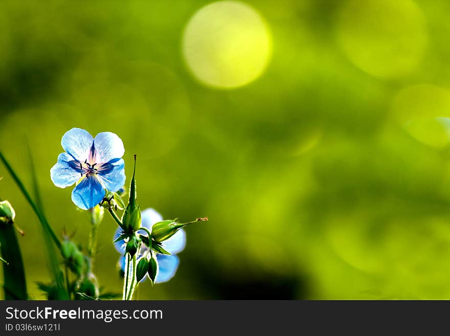 Blue columbine flowers on green background with bokeh. Blue columbine flowers on green background with bokeh.