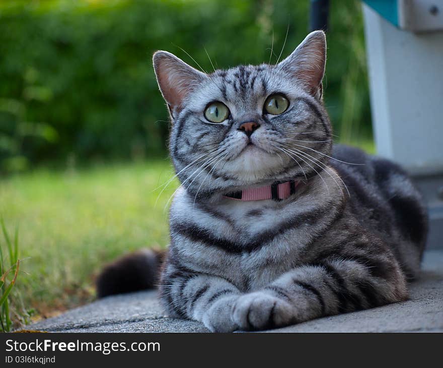 Silver Tabby Cat Laying