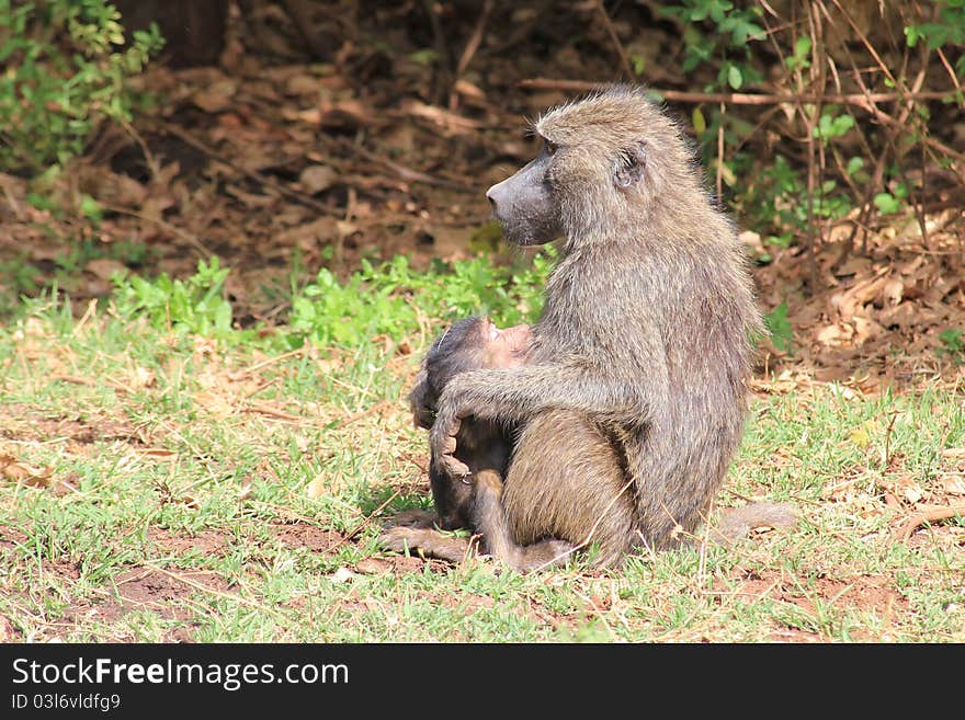 Vervet Monkey mama breast-feeding monkey child