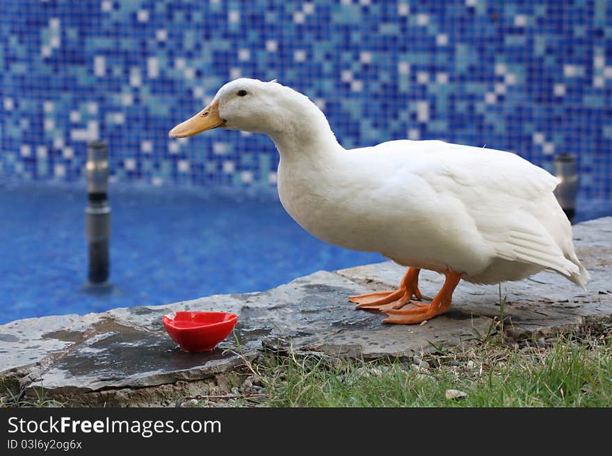 White duck on blue background