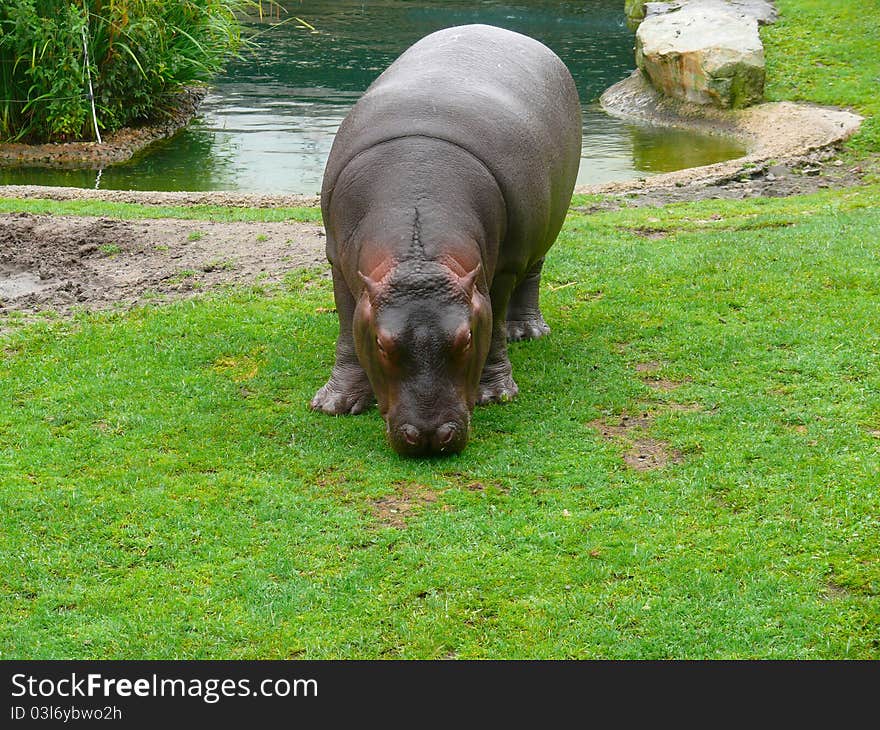 Cub hippo plays outdoors at the zoo