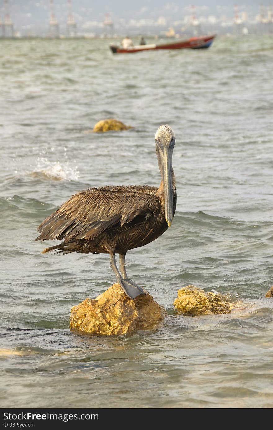 Pelican and fishermen try to catch same fish. Pelican and fishermen try to catch same fish