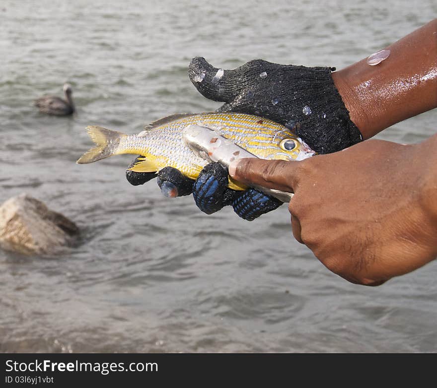 Man Scales Fish