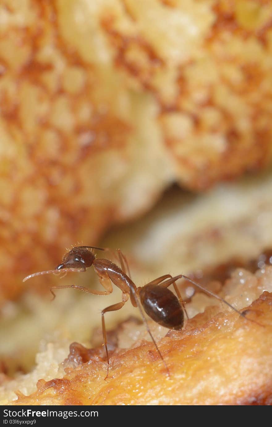 An ant looking for breakfast, so I take my gear to snap the moment. An ant looking for breakfast, so I take my gear to snap the moment