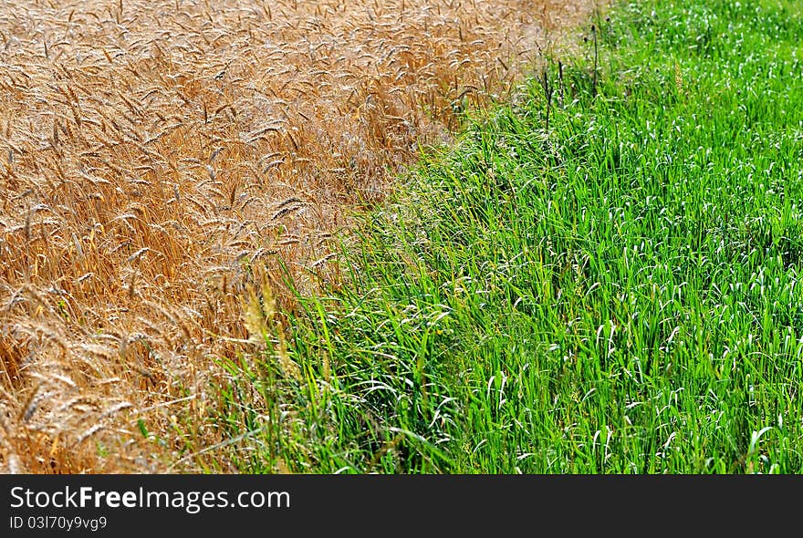 Wheat Field