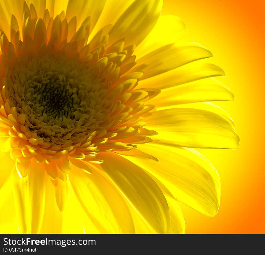 Single yellow flower on the orange background. Single yellow flower on the orange background.