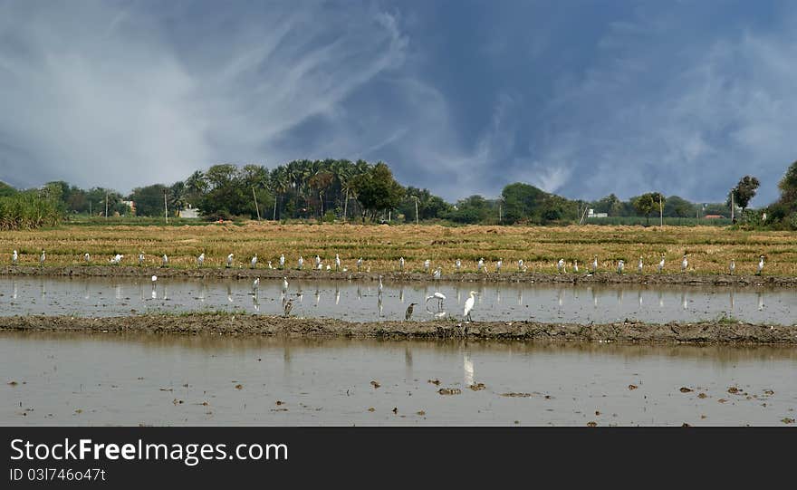 Rice field. Kerala, South India