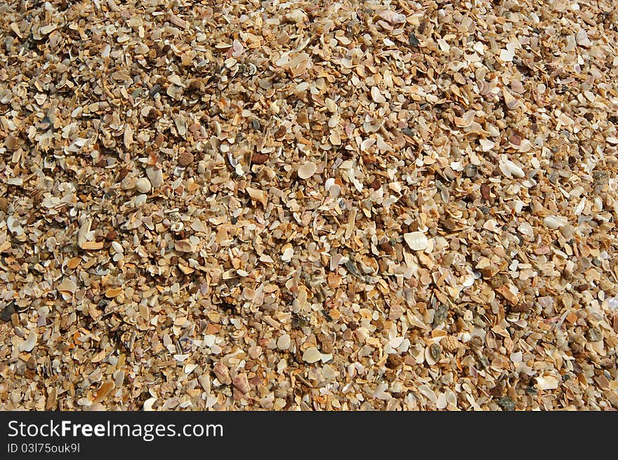 Background from the heap of small seashells, closeup. Background from the heap of small seashells, closeup