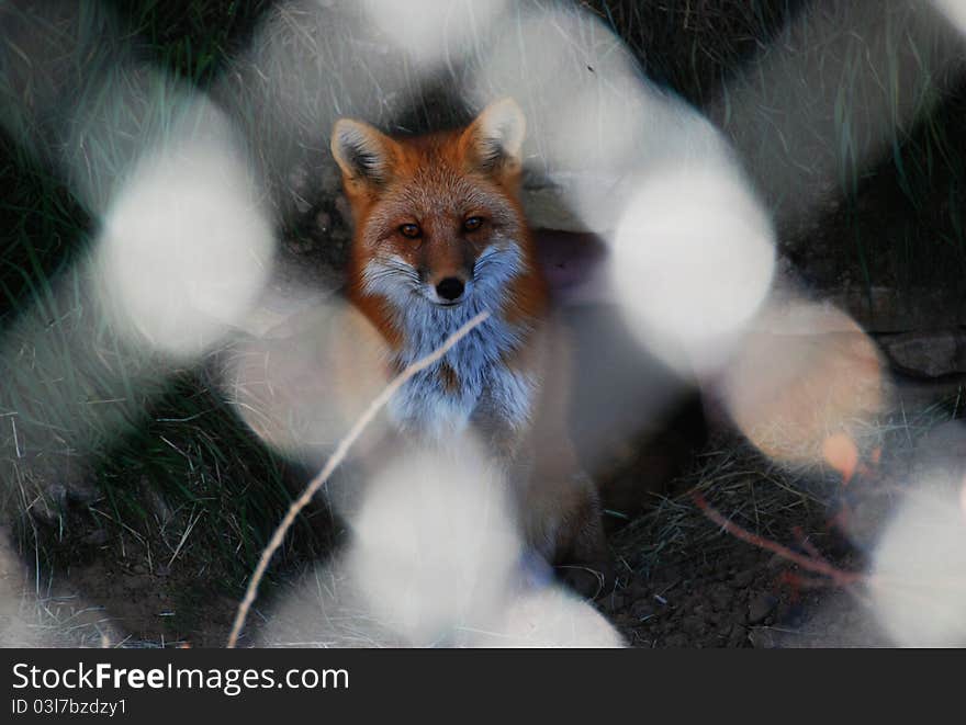 A red fox sits motionless behind a chainlink fence. After circling his limited enclosure countless times he stares blankly past the crowds who have gathered to see the spectacle that is his barred existance. A red fox sits motionless behind a chainlink fence. After circling his limited enclosure countless times he stares blankly past the crowds who have gathered to see the spectacle that is his barred existance.