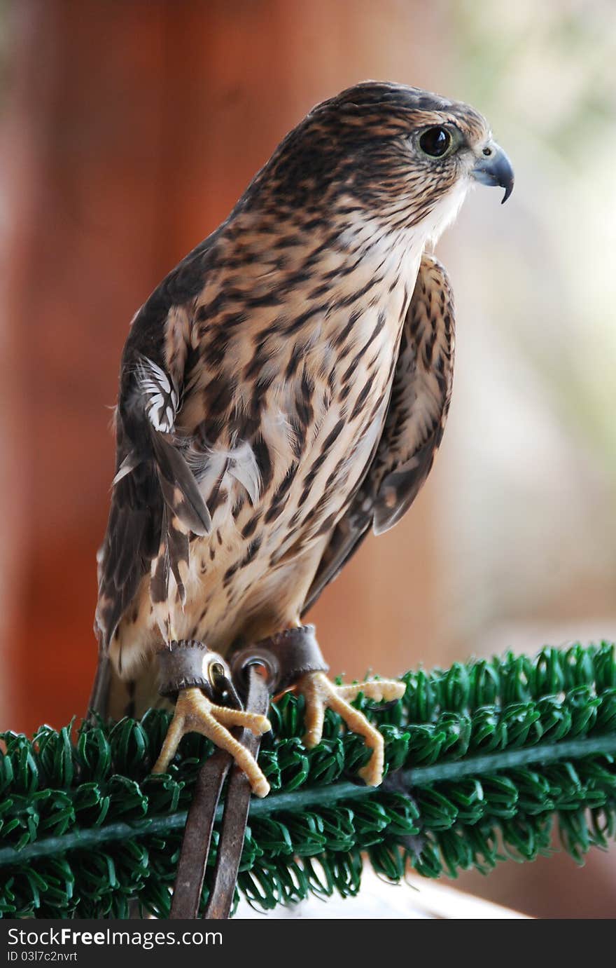 Rehabilitated Merlin